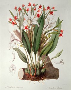 Orchidee: Diothonca imbricata en Maxillaria eburnea uit 